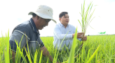 Syngenta - Thông tin nông nghiệp - 26/02/2023: Chăm sóc lúa giai đoạn đòng