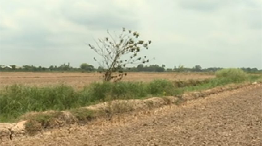 Mâu thuẫn chuyển giao lúa - vườn