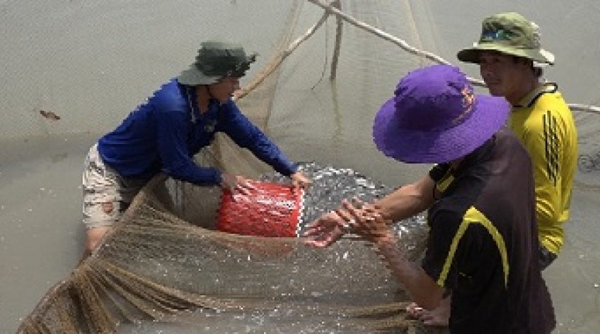 H.Hồng Ngự: Giá ca tra giống ngang giá thành, nông dân cầm chắc lỗ vốn