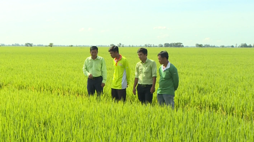 Cánh đồng hội nhập - 25/6/2022: Bảo vệ toàn diện cây lúa giai đoạn ói đòng
