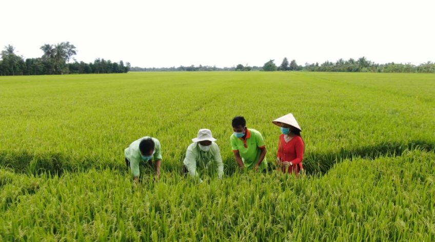 Cánh đồng hội nhập - 19/02/2022: Quản lý cỏ dại, lúa cơi