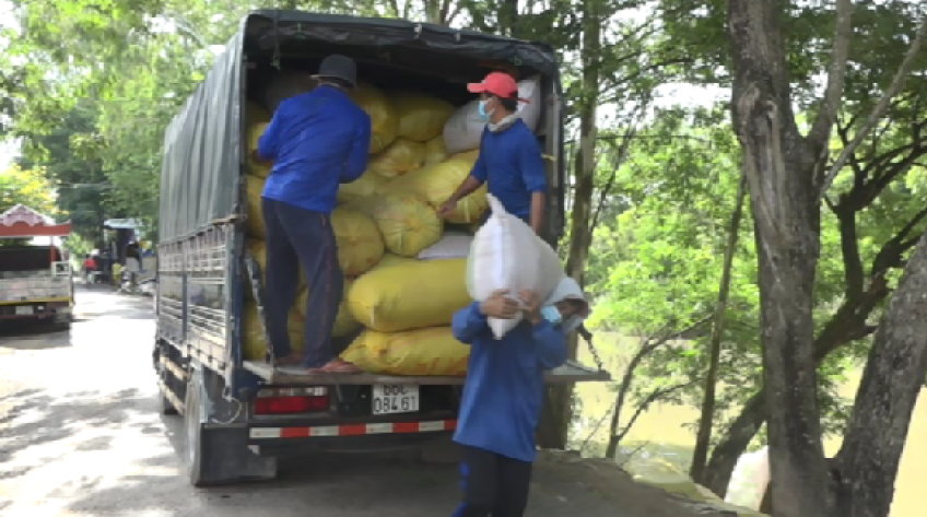 Thành lập tổ hỗ trợ dân thu hoạch lúa lúc giãn cách xã hội