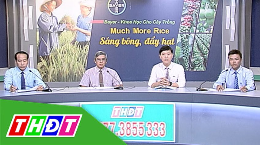 Tư vấn khuyến nông - 26/7/2019 - Much more rice sáng bông đầy hạt