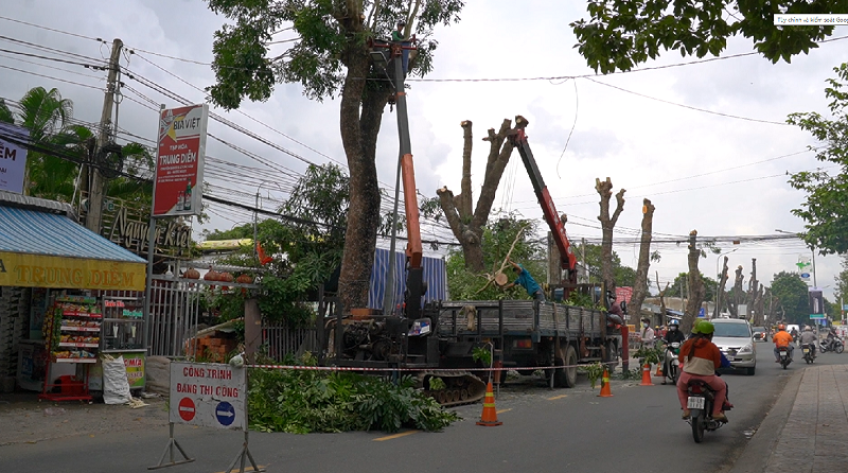 TP.Cao Lãnh: Tăng cường cắt tỉa cây xanh trong mùa mưa, bão