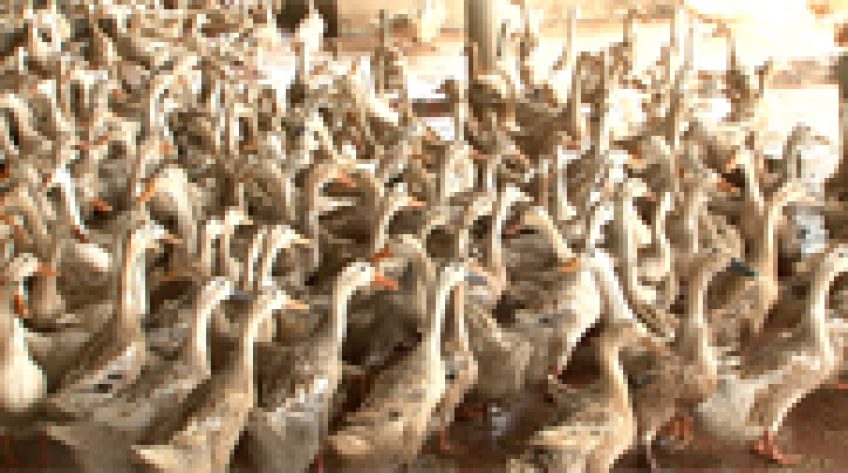 Đồng Tháp: Rà soát chính sách tái cơ cấu ngành chăn nuôi