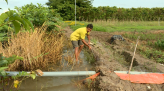 Bảo vệ an toàn lúa Đông Xuân sớm trước triều cường