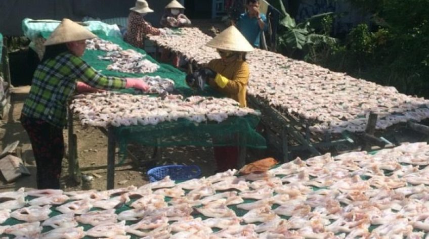 Nhộn nhịp làng nghề làm cá khô ở Tam Nông