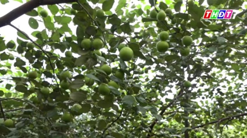 Quả ngọt trên đất vườn chuyển đổi ở vùng cù lao Hồng Ngự