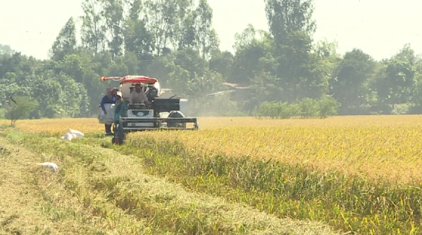 Đồng Tháp: Nông dân thu hoạch lúa ăn Tết