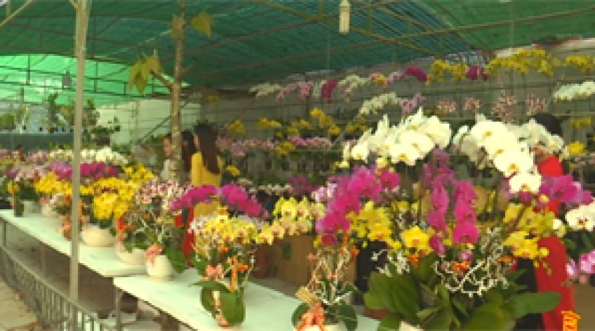 Hoa lan rộn ràng đón Tết