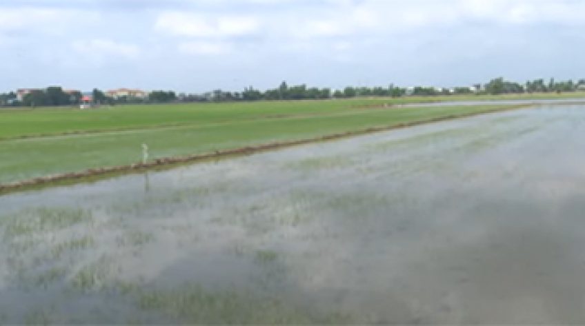 Lúa chết do nắng nóng, nông dân kêu cứu