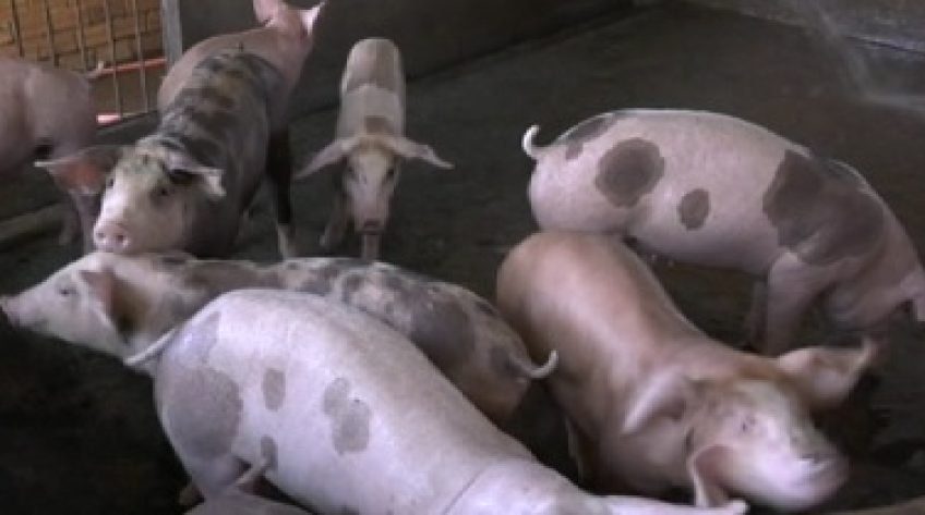 Đường dây nóng tiếp nhận thông tin dịch bệnh Dịch tả heo Châu Phi