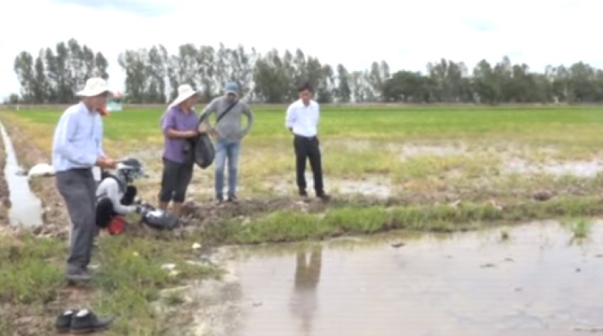 Thêm nhiều diện tích lúa chết non ở huyện Hồng Ngự