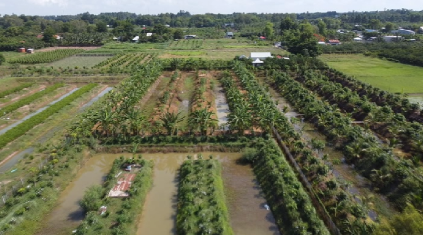 H.Hồng Ngự khuyến khích phát triển vườn cây ăn trái