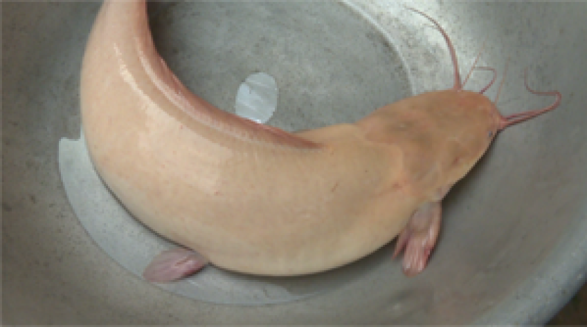 Người dân Tháp Mười bắt được cá trê vàng 5kg