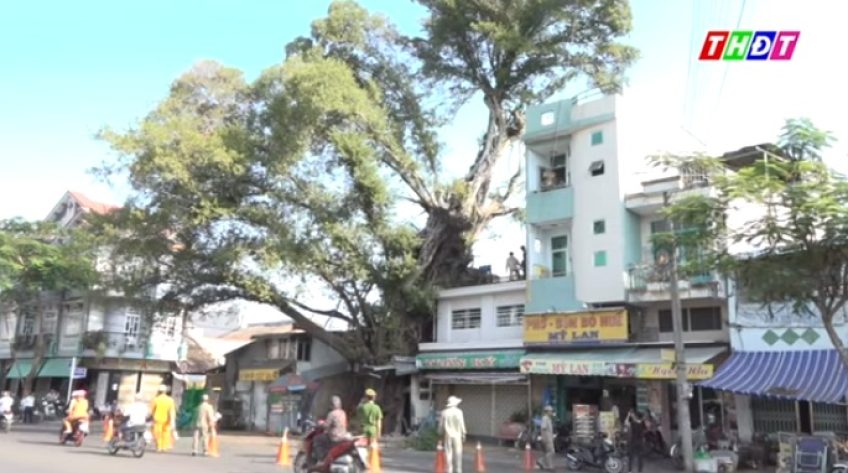 Sa Đéc: Quyết tâm bảo tồn, gìn giữ cây da trăm tuổi