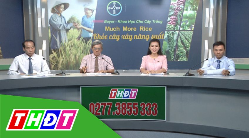Tư vấn khuyến nông - 27/12/2019 - Much more rice khỏe cây xây năng suất