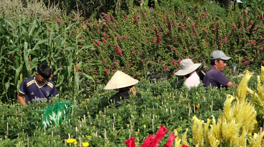 Khan hiếm lao động thời vụ mùa hoa Tết