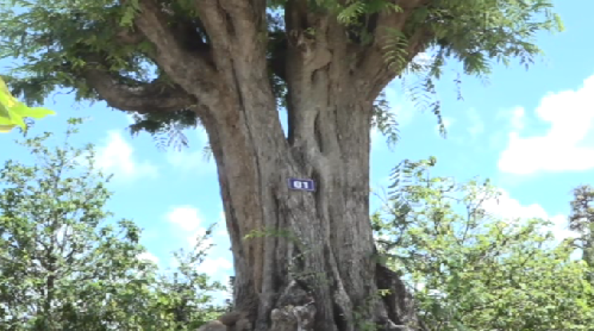 Cây me trên 200 năm tuổi đạt kỷ lục Việt Nam