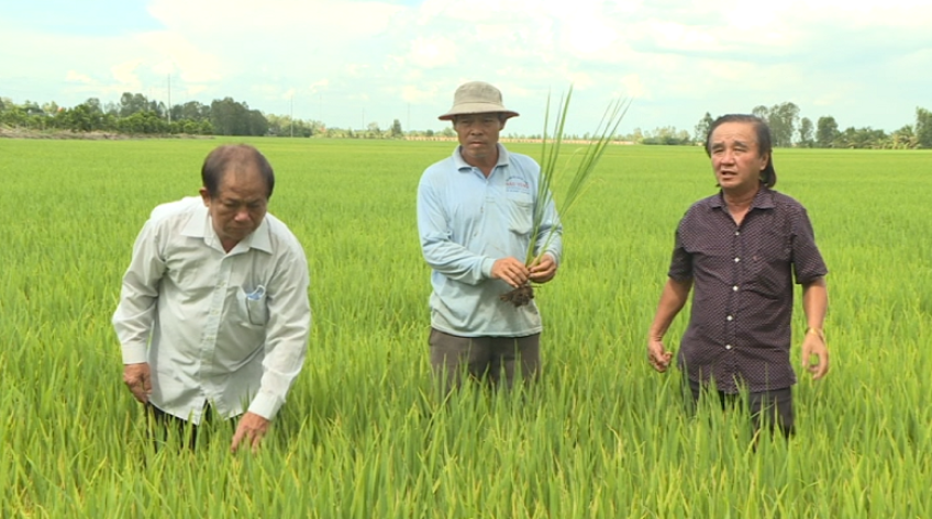 Nông dân Đồng Tháp thực hiện mã số vùng trồng trên cây lúa