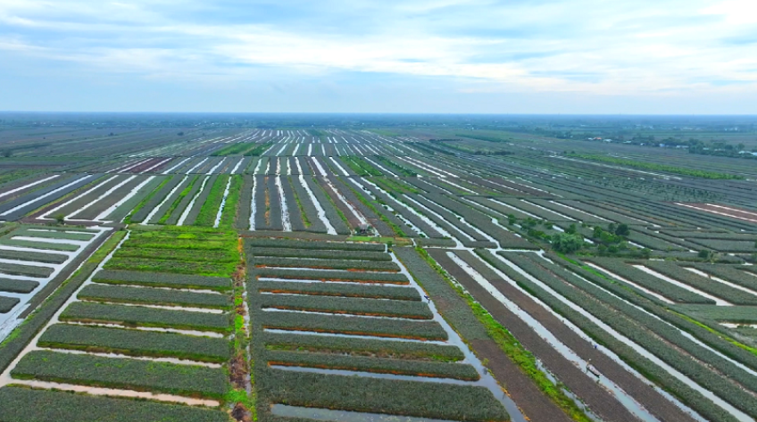 Thúc đẩy kết nối giữa doanh nghiệp và người trồng khóm