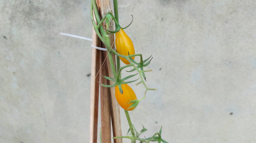 Hấp dẫn giống cà chua leo của nhà vườn Sa Đéc sưu tầm