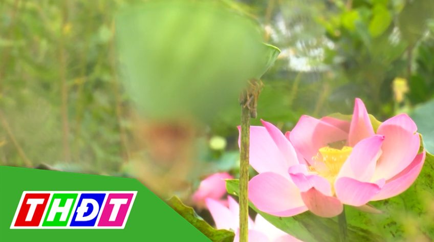 Ký sự Mật mã Đồng Tháp Mười - Tập 6: Tháp Mười đẹp nhất bông sen
