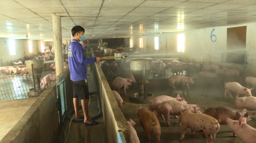 Đồng Tháp: Đủ nguồn cung thịt cho thị trường tết