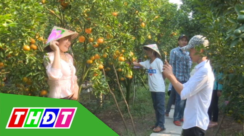 Trên 16.000 lượt khách tham quan vườn quýt hồng