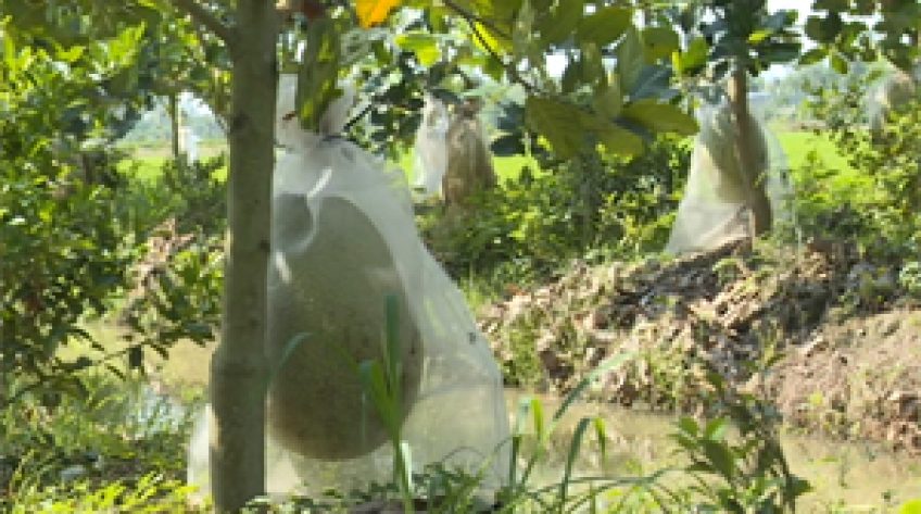 Để sống được với mít Thái