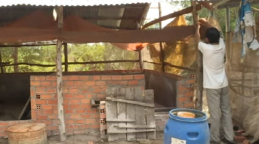 Thủ tục hỗ trợ heo bị tiêu hủy do tả heo châu Phi