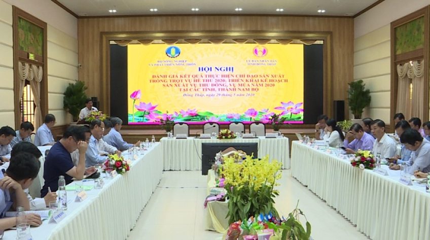 ĐBSCL: Lúa Hè Thu đang tiếp đà thắng lợi