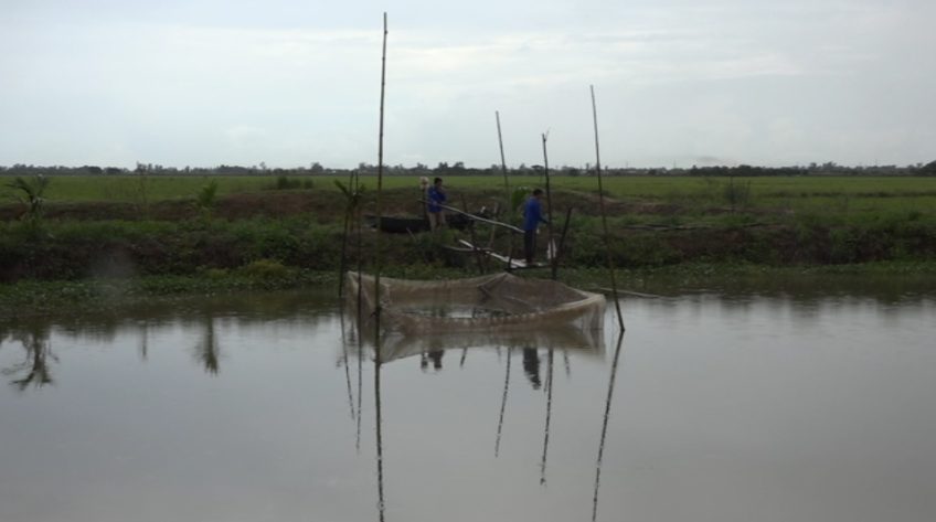 Mùa nước thấp - ngư dân vùng lũ tìm sinh kế mới