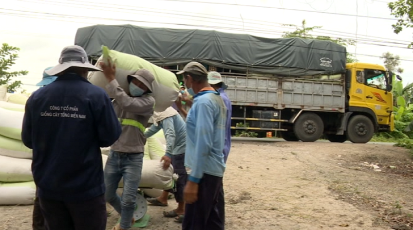 Tạo thuận lợi cho doanh nghiệp ngoài tỉnh thu mua lúa