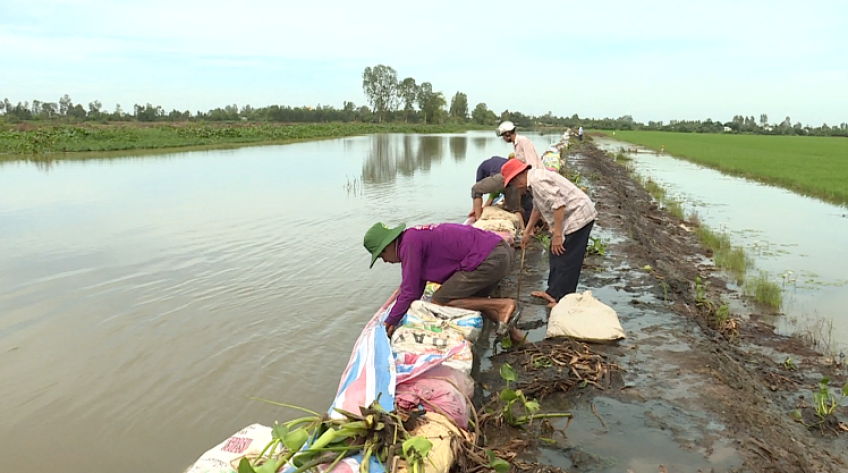 Bảo vệ an toàn lúa Đông Xuân sớm trước triều cường