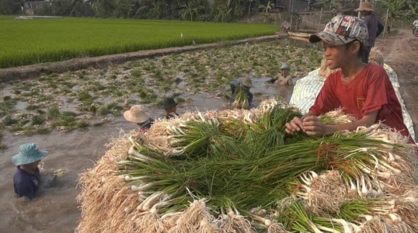 Nông dân trúng giá kiệu khi vào mùa thu hoạch