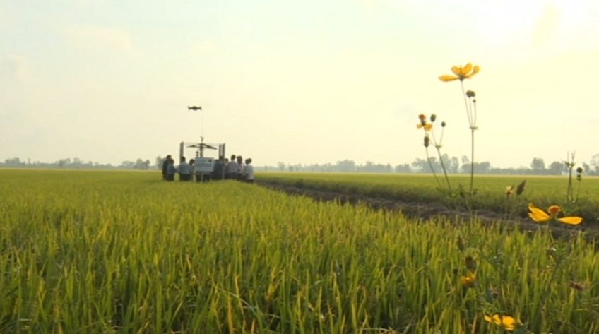 Đồng Tháp có trạm giám sát sâu rầy thông minh đầu tiên