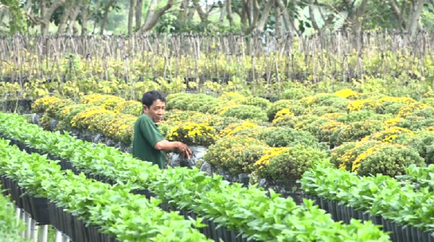 Nông dân Sa Đéc phấn khởi mùa hoa Tết