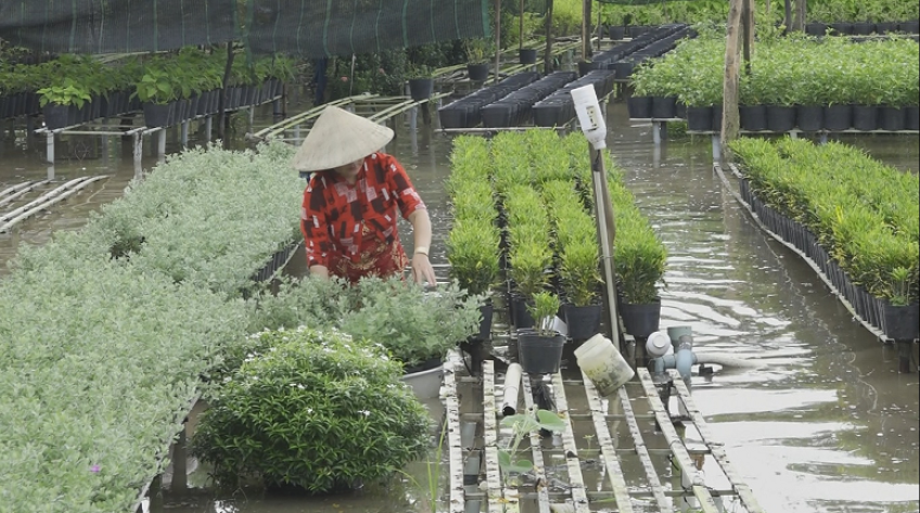 Nông dân Sa Đéc tích cực khắc phục hoa kiểng bị ngập nước
