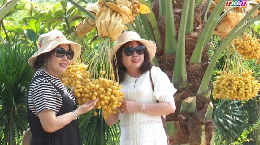 Du khách thích thú tham quan miễn phí vườn chà là tại Sa Đéc