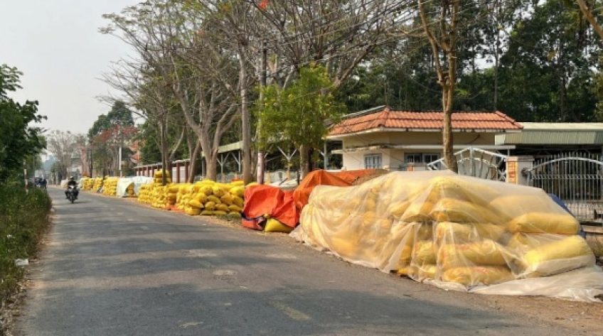 Lúa rớt giá, nông dân miền Tây lo thua lỗ