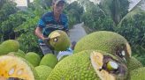 Bộ Chính trị đồng ý chủ trương thành lập thành phố Quảng Ninh trực thuộc Trung ương