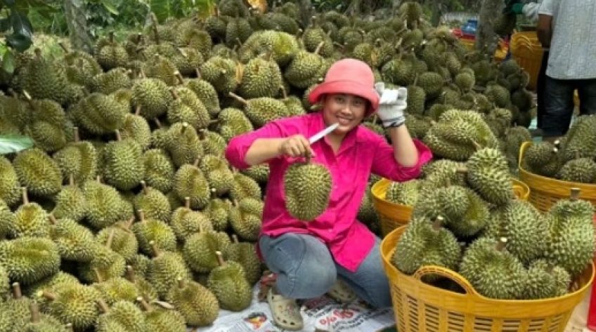 Trái sầu riêng tăng giá trở lại, nhà vườn Đồng Tháp bắt đầu có lãi
