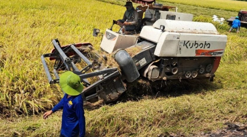 Giá lúa tiếp tục giảm, giá phân bón ở mức cao khiến nông dân Đồng Tháp lo lắng