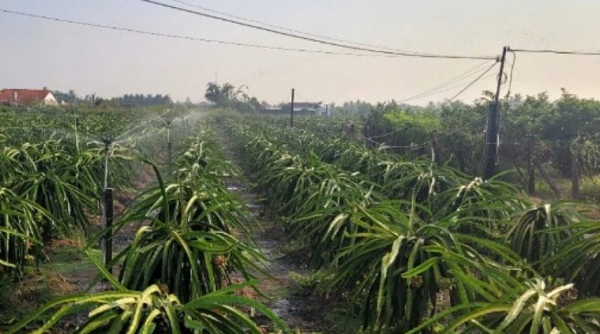 Vườn thanh long tại Đồng Tháp xanh tốt, năng suất cao trong mùa khô hạn