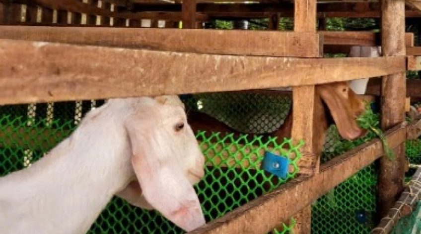 Giá dê thương phẩm tại Đồng Tháp cao nhất trong mấy chục năm qua