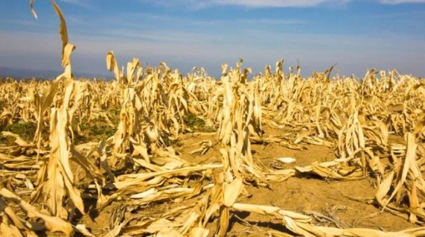 Nắng nóng cực đoan đe dọa hệ thống nông lương toàn cầu