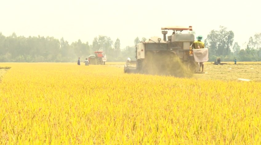 Cánh đồng hội nhập - 02/10/2021: Michelle 10 năm phụng sự ruộng đồng