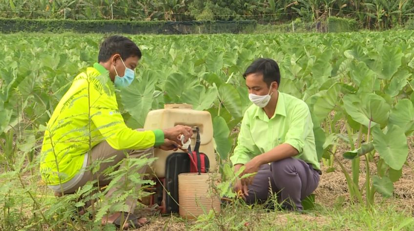 Cánh đồng hội nhập - 04/12/2021: Giải pháp quản lý bệnh sương mai trên khoai môn