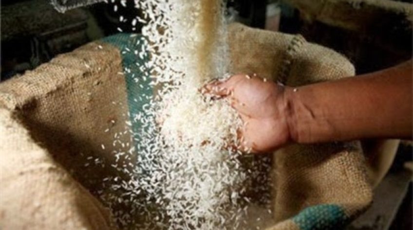 Hội thi gạo ngon Đồng Tháp sẽ diễn ra vào tháng 11/2019